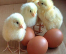 BROILER HATCHING EGGS